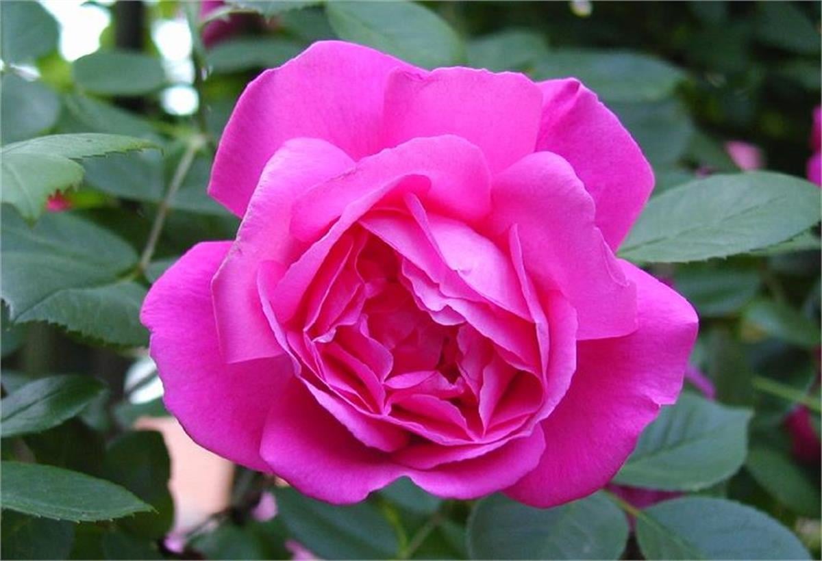 Rosa Pembe Gül fidanı