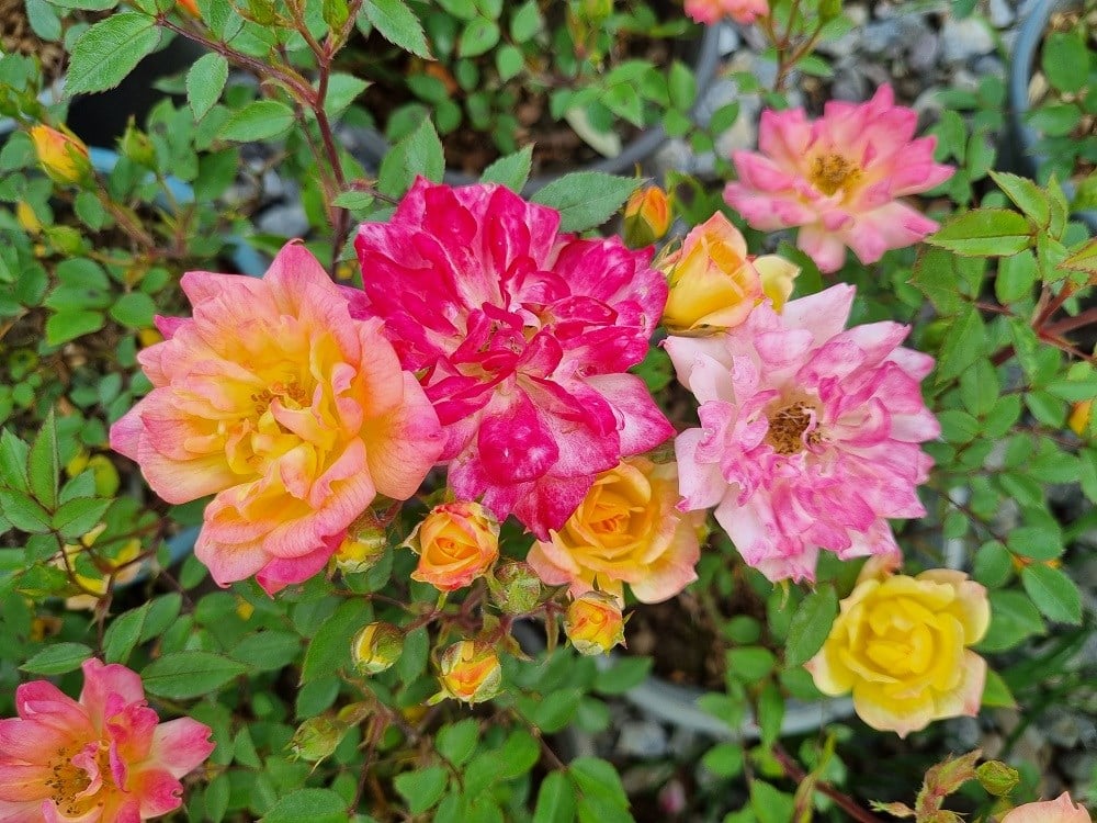 Rosa Rainbow s End Pembe Sarı Bodur Gül fidanı