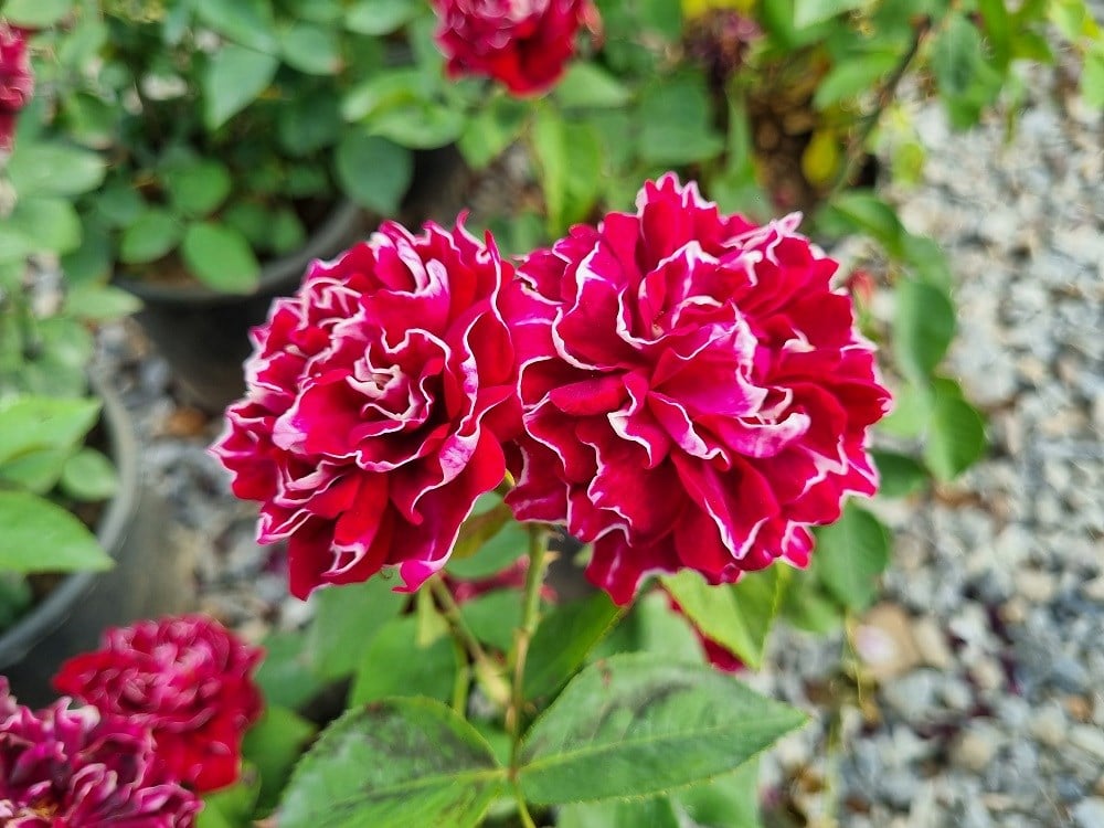 Rosa Roger Lambelin Katmerli Gül fidanı