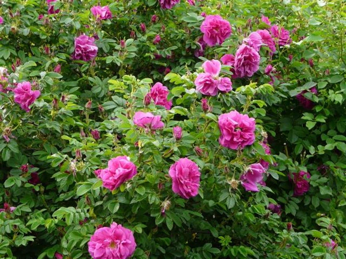 Rosa rugosa Plena Katmerli Kokulu Kuşburnu fidanı