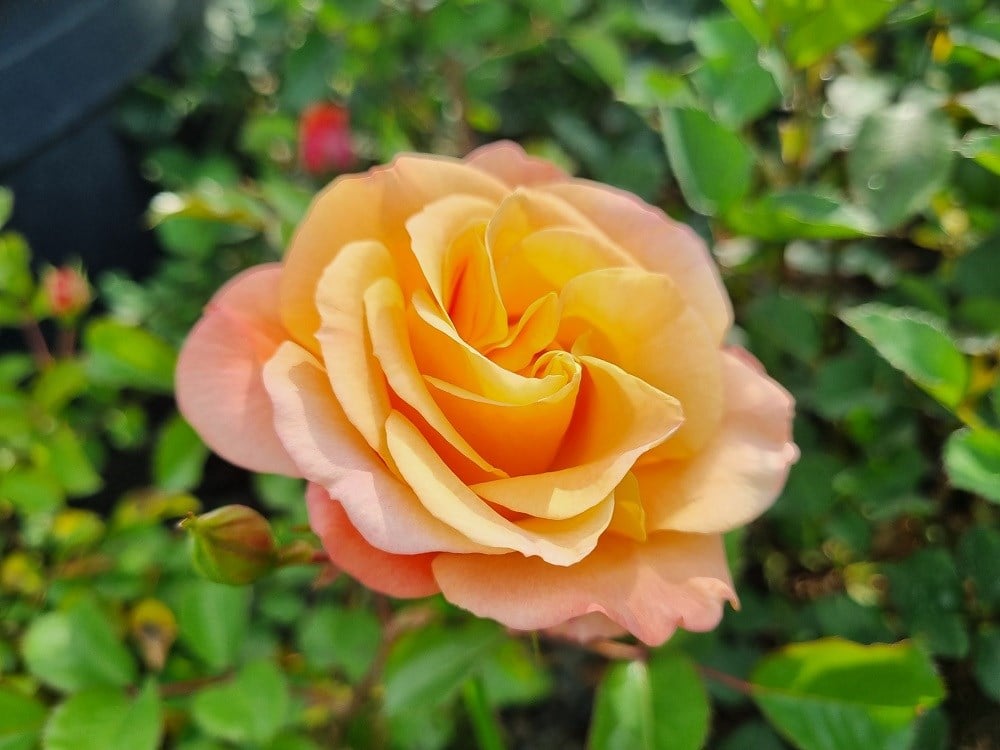 Rosa Southampton Somon Gül fidanı