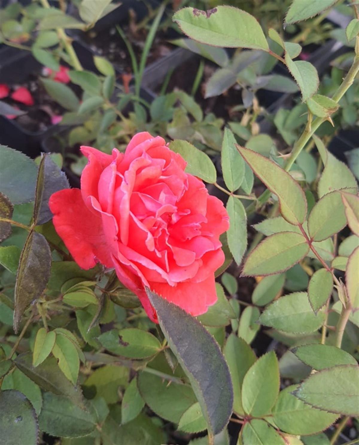 Rosa Yavru Ağzı Gül fidanı