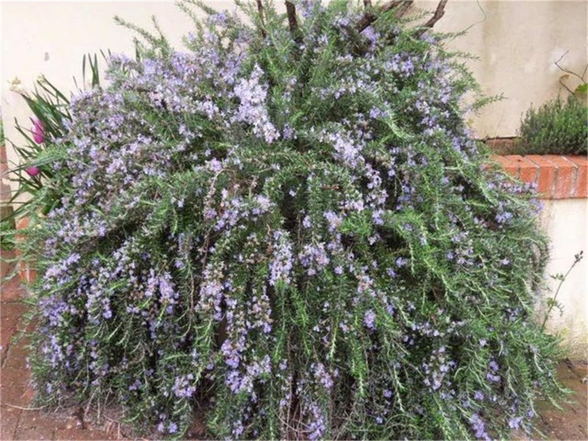 Rosmarinus officinalis Prostratus Yayılıcı Biberiye fidanı