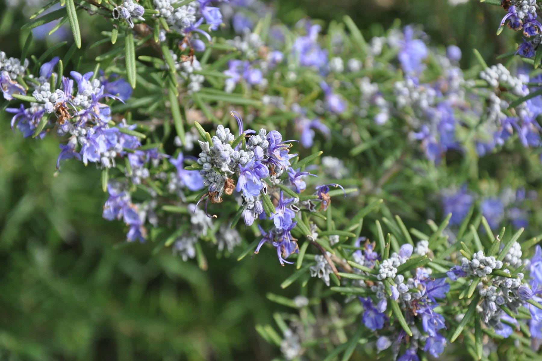 Rosmarinus officinalis Rosemary Biberiye Rozmeri fidanı