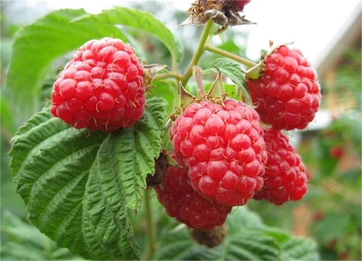 Rubus idaeus Aksu Pembesi Ahududu fidanı