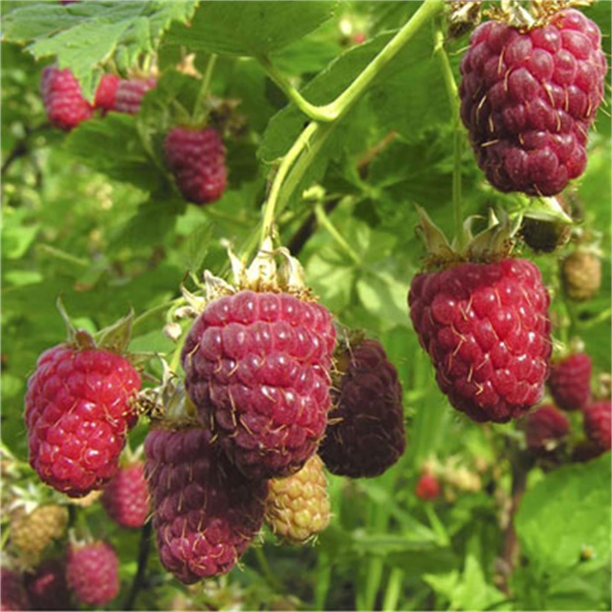 Rubus idaeus Autumn Bliss Sonbahar Ahududu fidanı