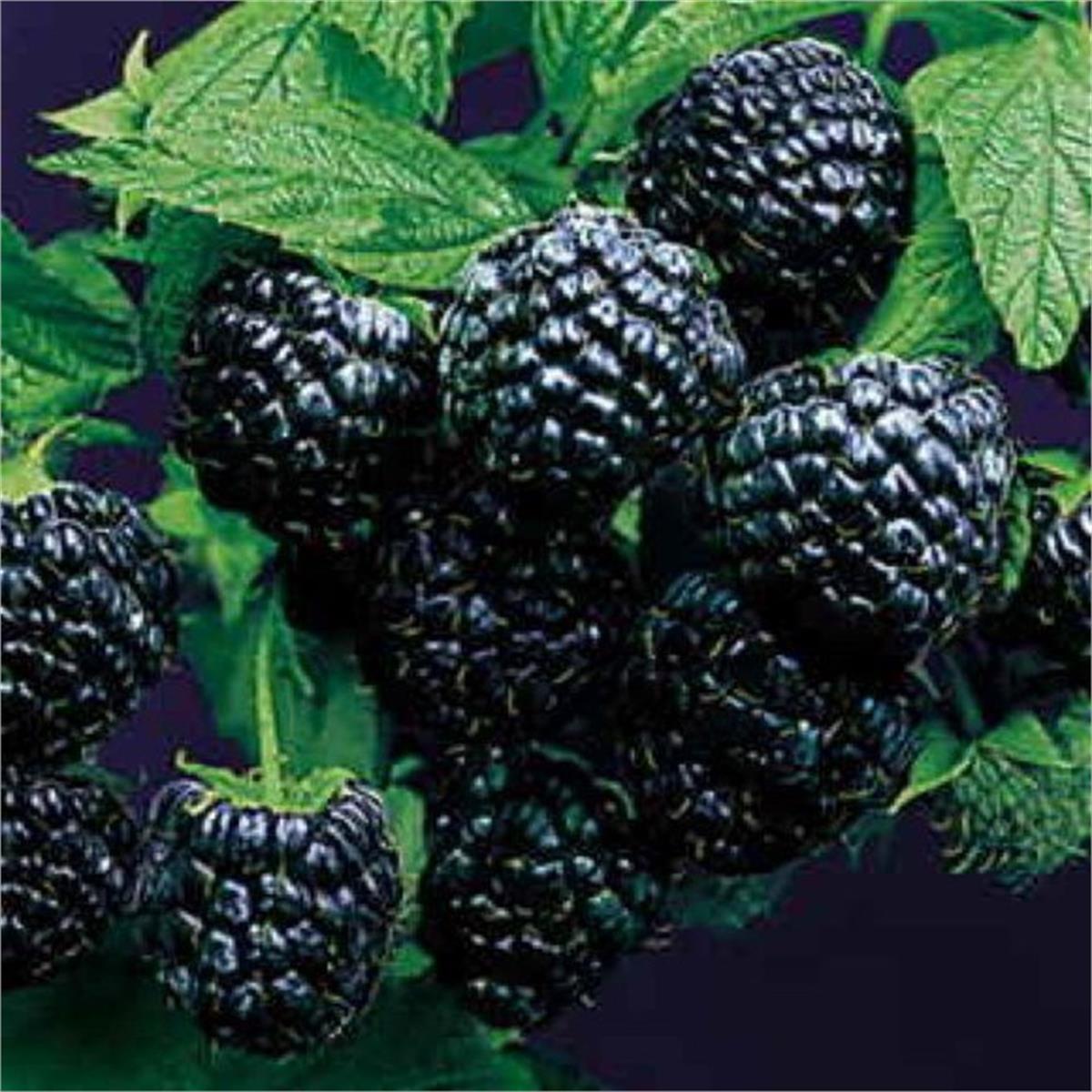 Rubus idaeus Black Jewel Siyah Ahududu fidanı