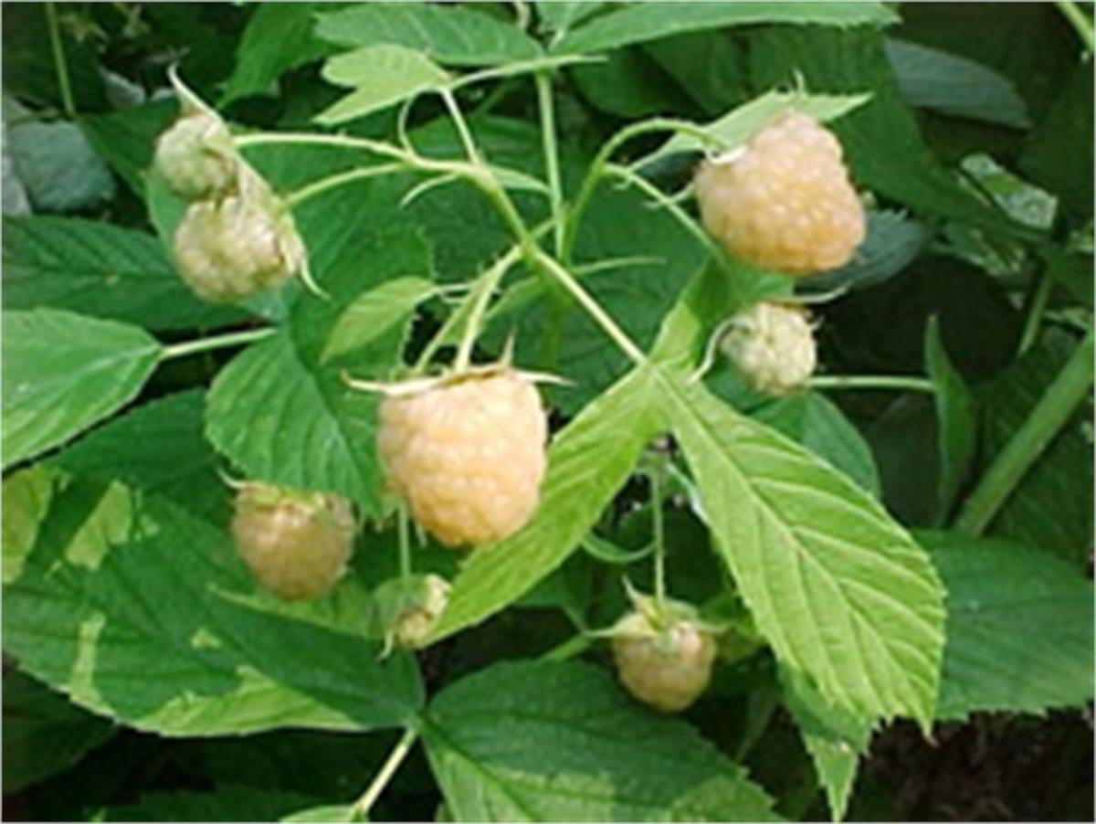 Rubus idaeus Fallgold Beyaz Ahududu fidanı