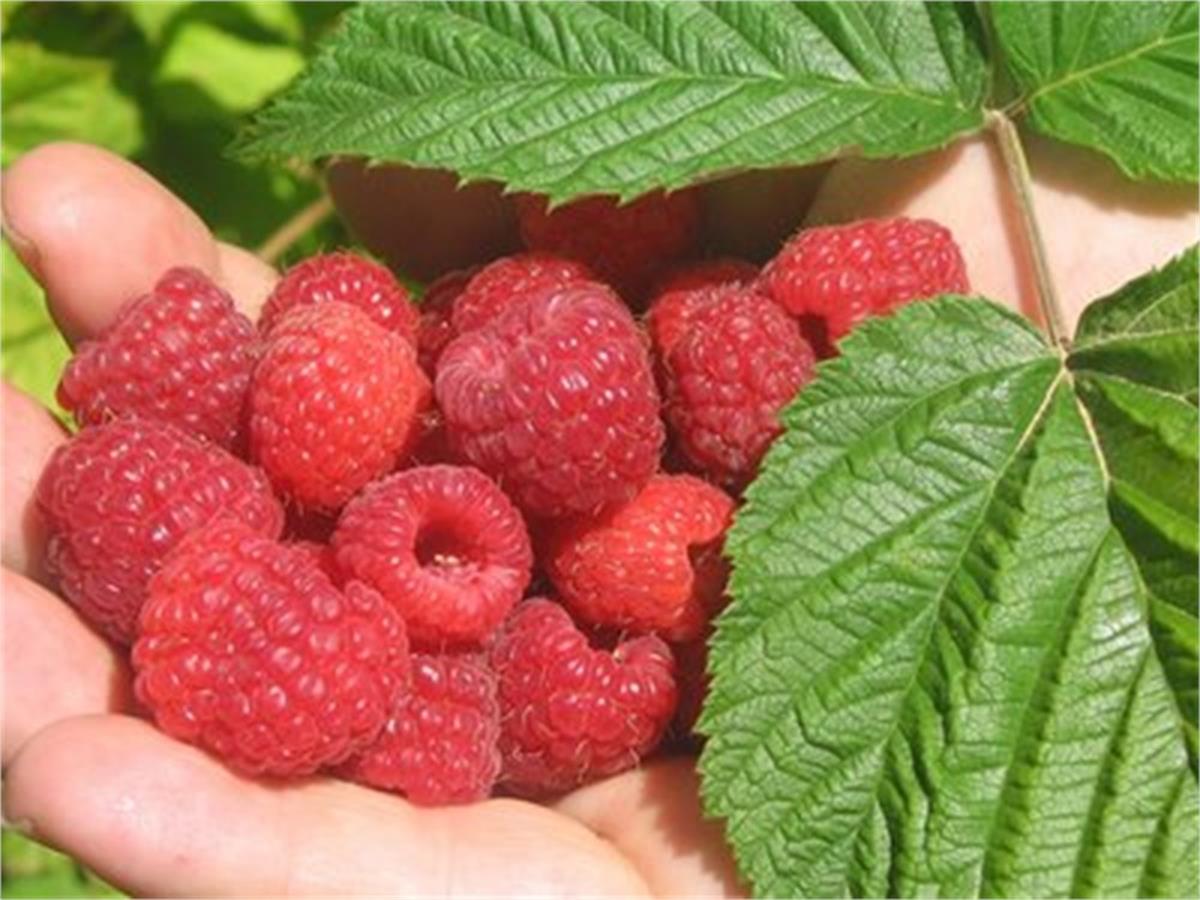 Rubus idaeus Heritage Yediveren Ahududu fidanı