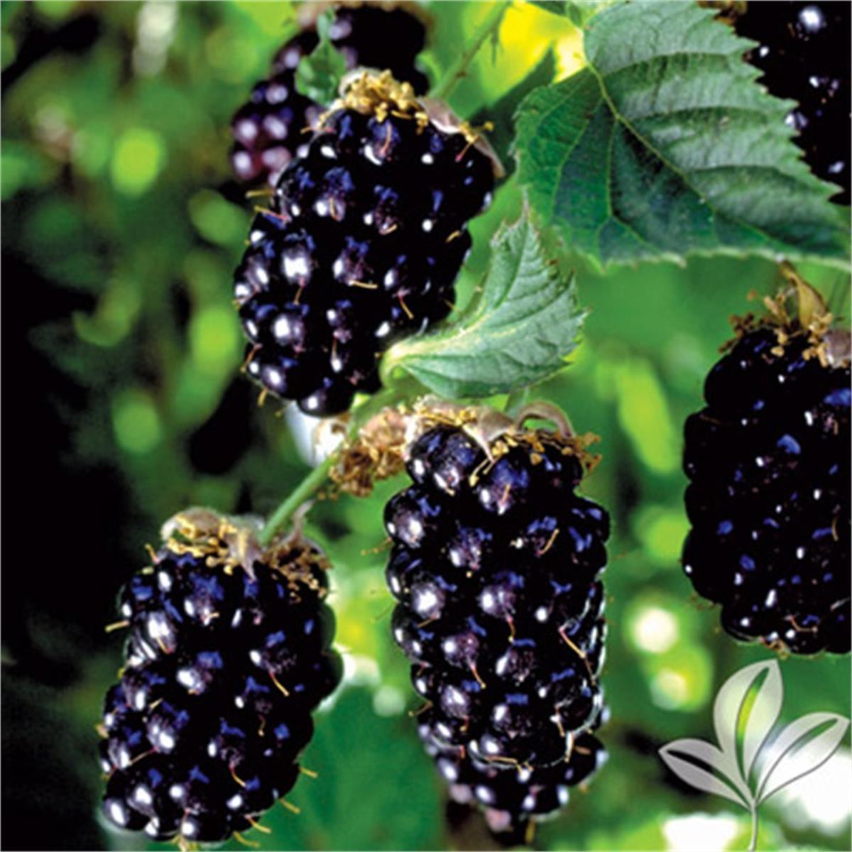 Rubus Navaho Blackberry Alman böğürtlen fidanı