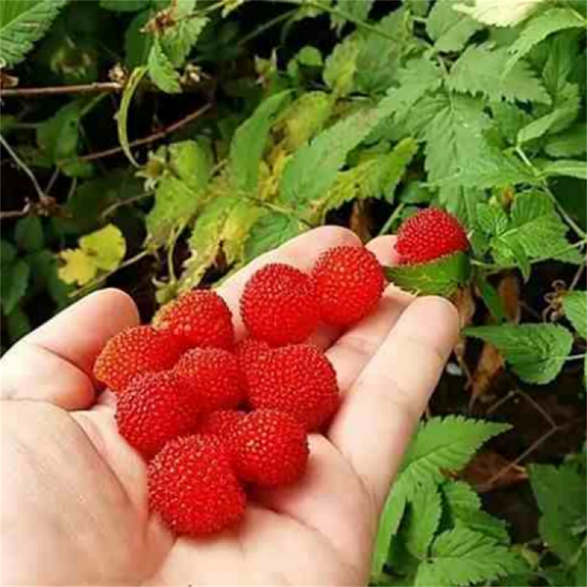 Rubus rosifolius Çilek Ahududu fidanı