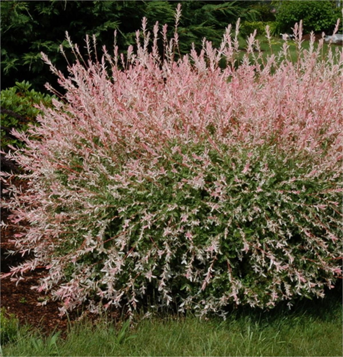 Salix integra Hakuro Nishiki salix Japon Söğüt fidanı