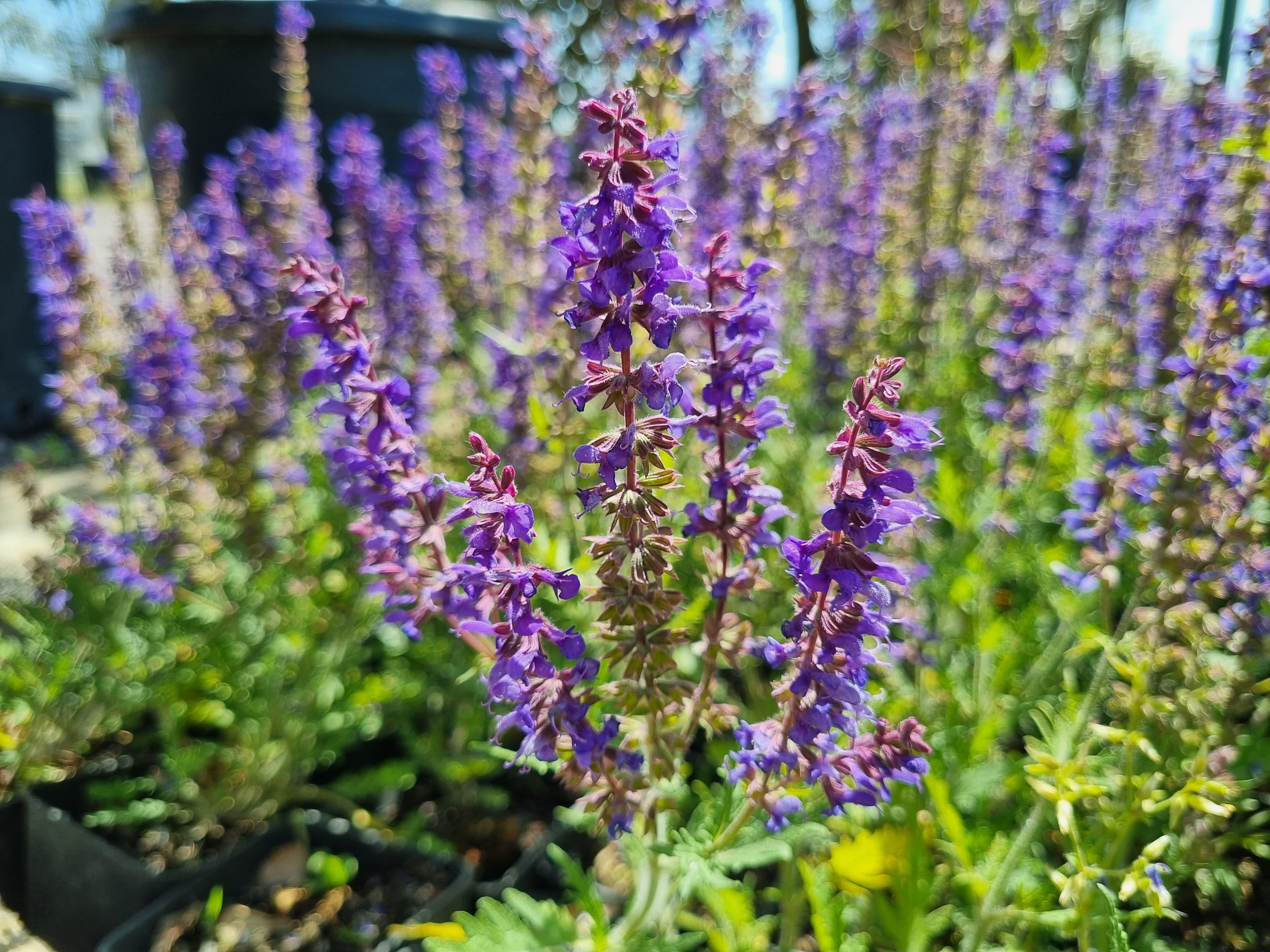 Salvia jurisicii Carina Yugoslav adaçayı fidesi
