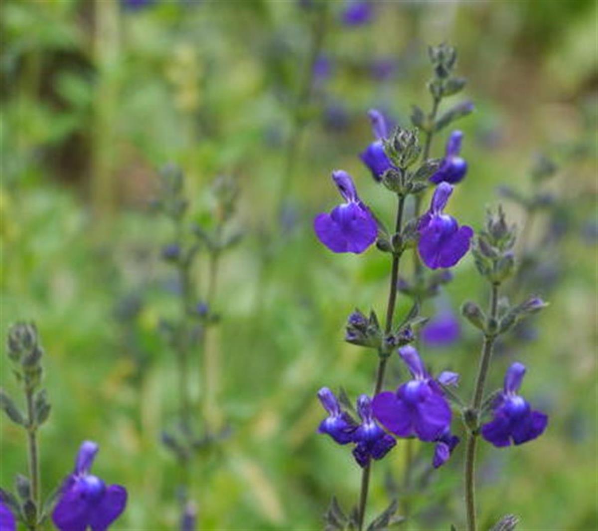 Salvia microphylla Victoria Blue Mavi Bebek Adaçayı fidanı