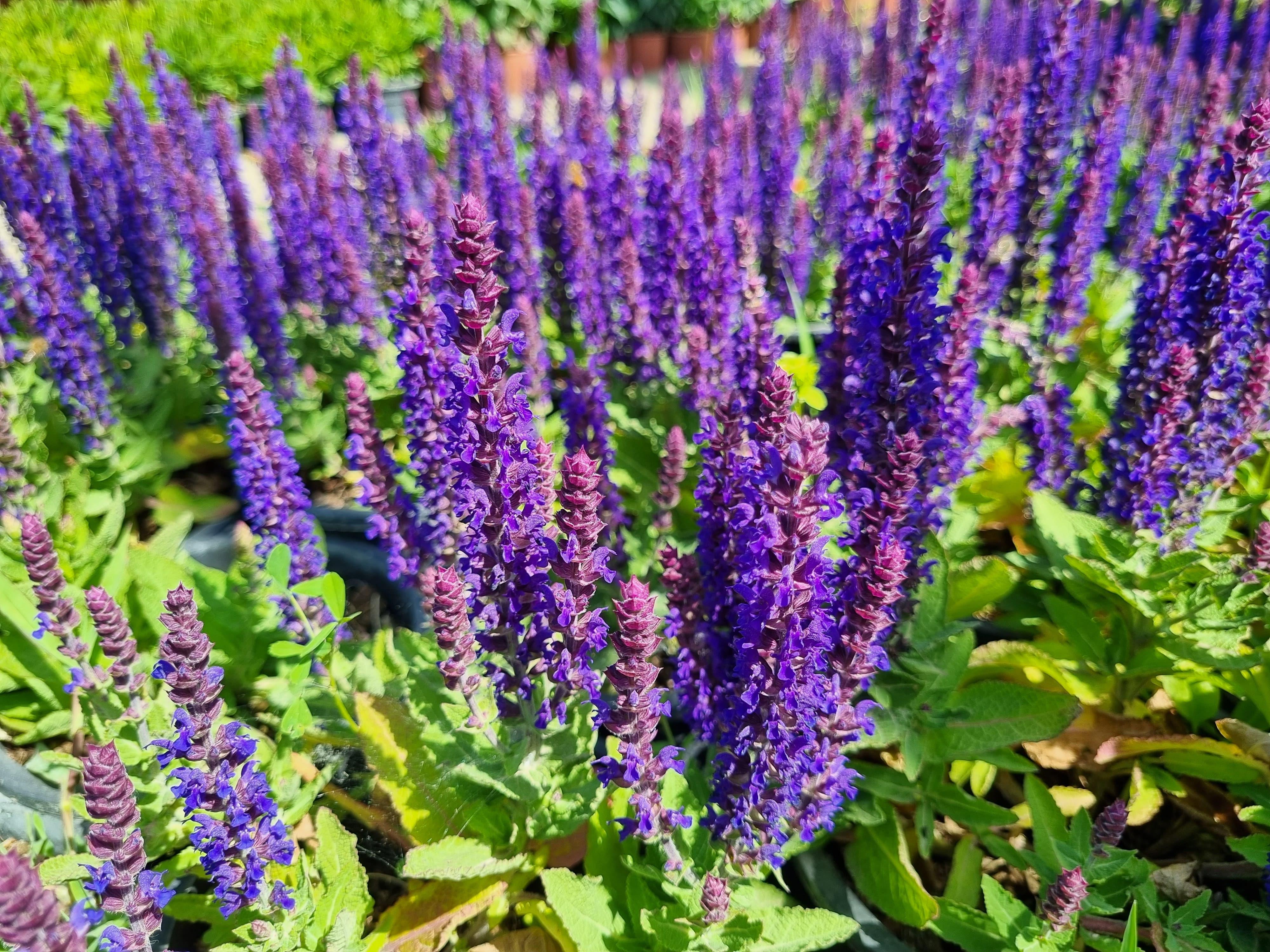 Salvia nemerosa Blue Bouquetta  Balkan adaçayı fidesi