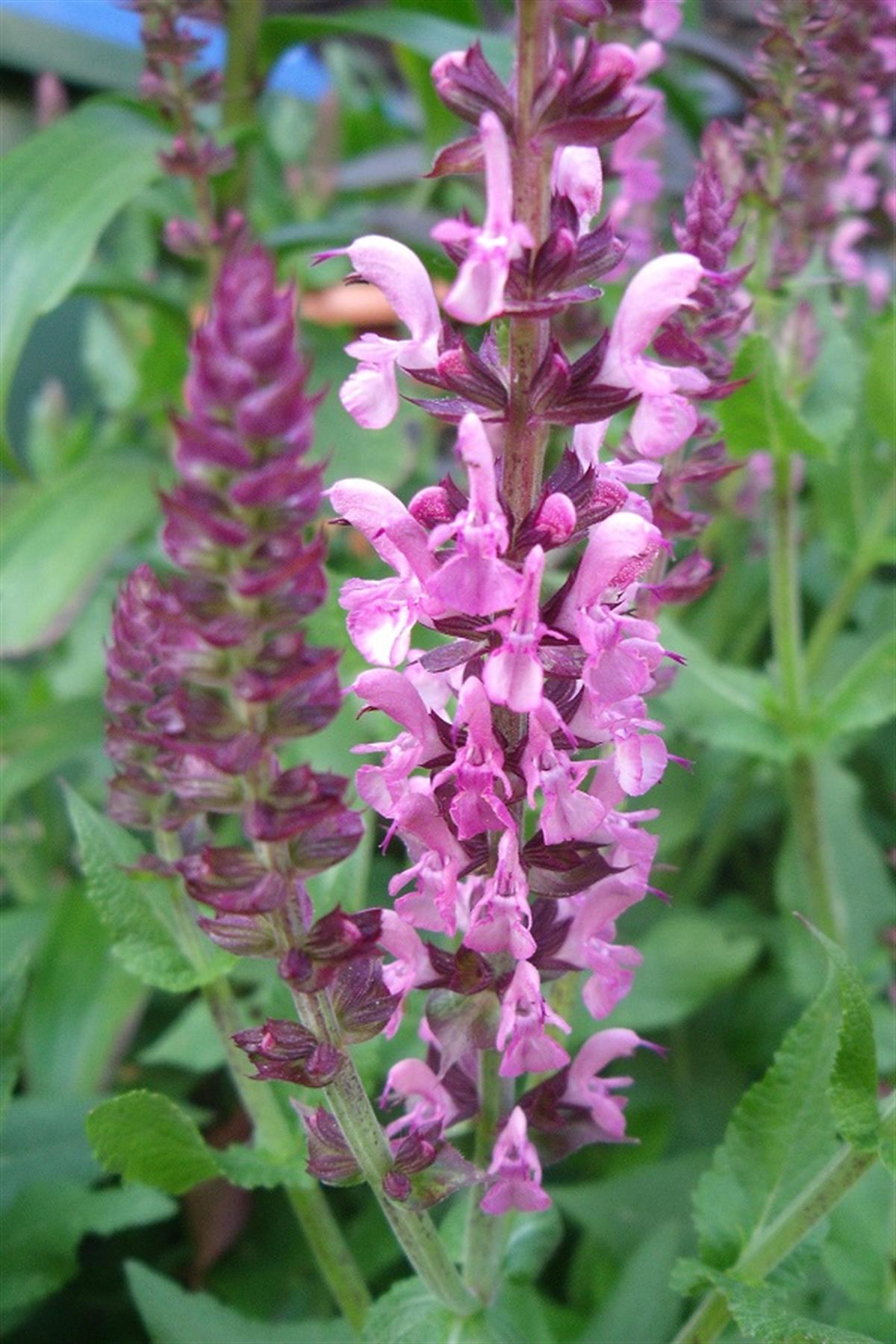 Salvia nemorosa Balkan adaçayı fidesi Sensation Rose