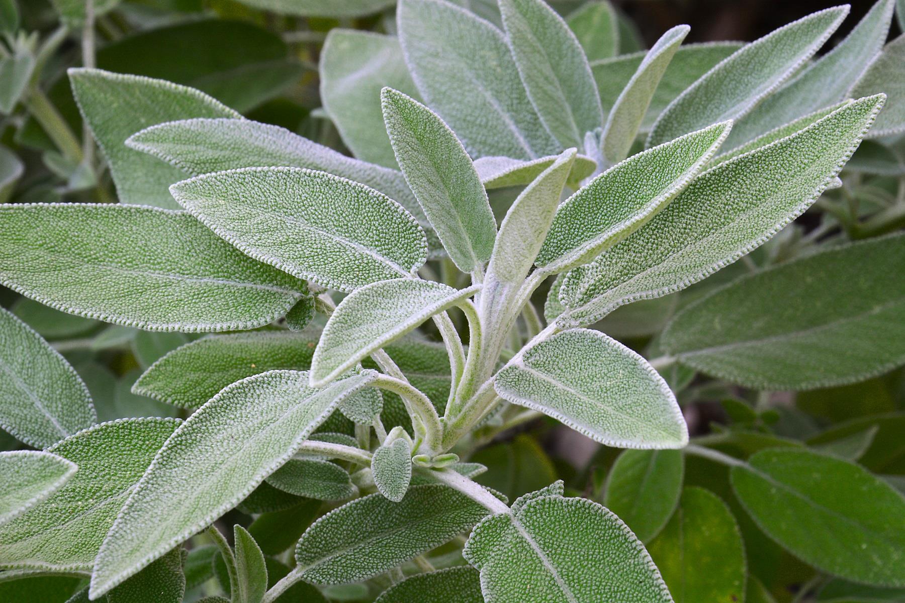 Salvia officinalis Adaçayı fidanı