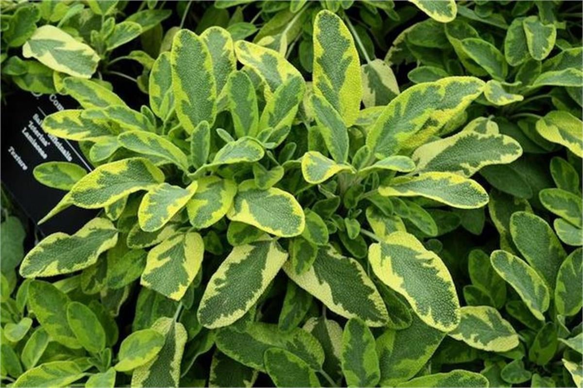 Salvia officinalis icterina Sarı Alacalı Adaçayı fidesi