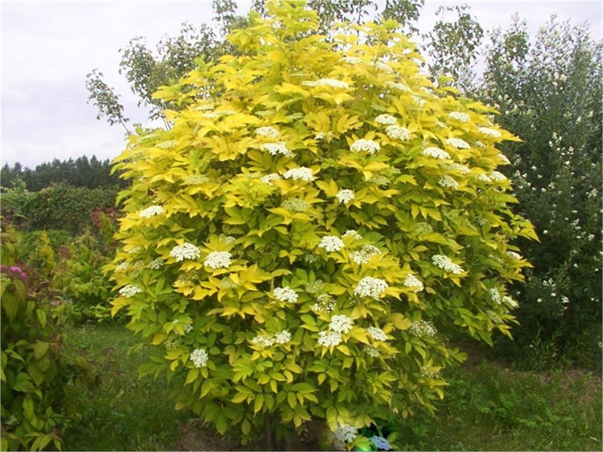 Sambucus nigra Aurea Altuni mürver fidanı