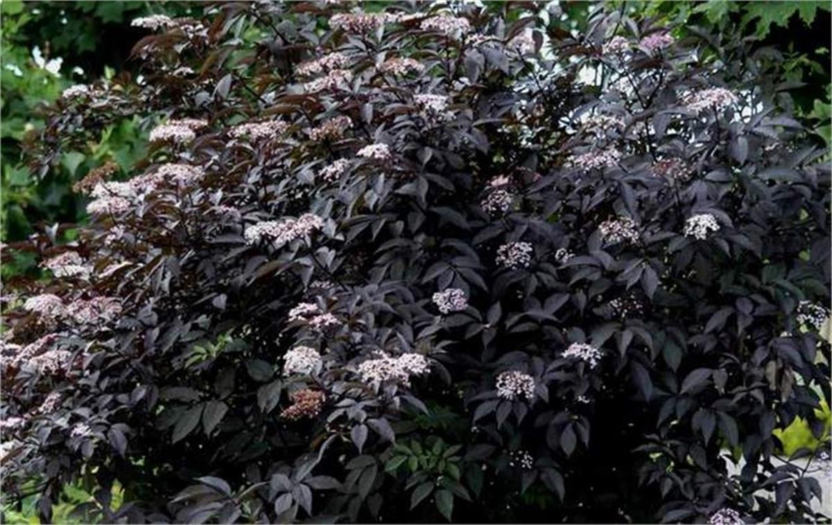 Sambucus nigra Black Beauty gerda Siyah Mürver fidanı
