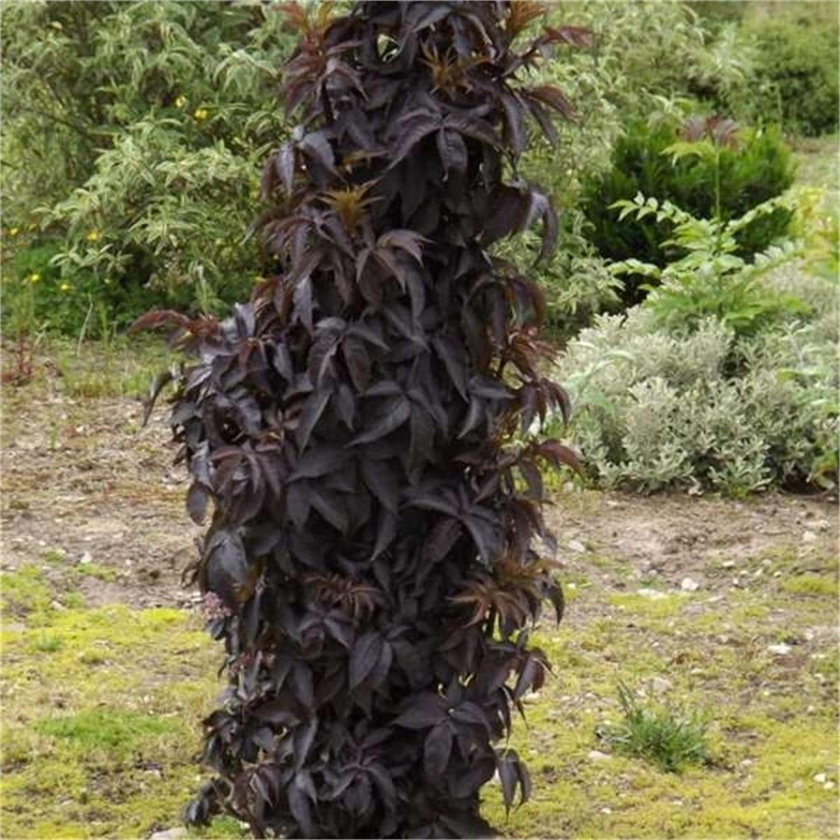 Sambucus nigra Black tower eiffel1 sütun siyah mürver fidanı