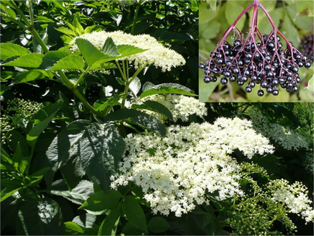 Sambucus nigra Elderberry Kara Mürver yemişi fidanı