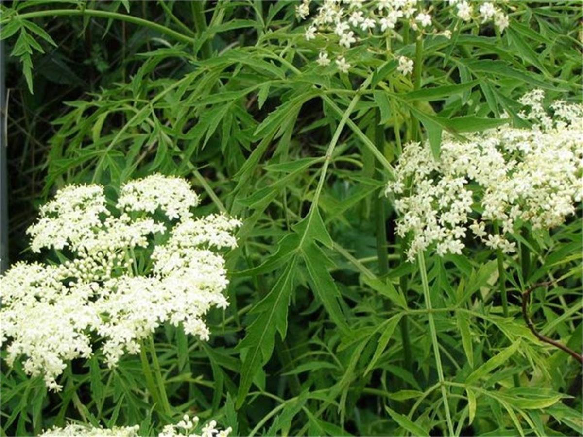 Sambucus nigra Laciniata eğrelti mürver fidanı