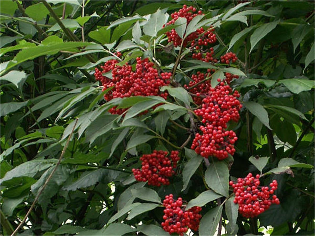 Sambucus racemosa Kırmızı mürver fidanı