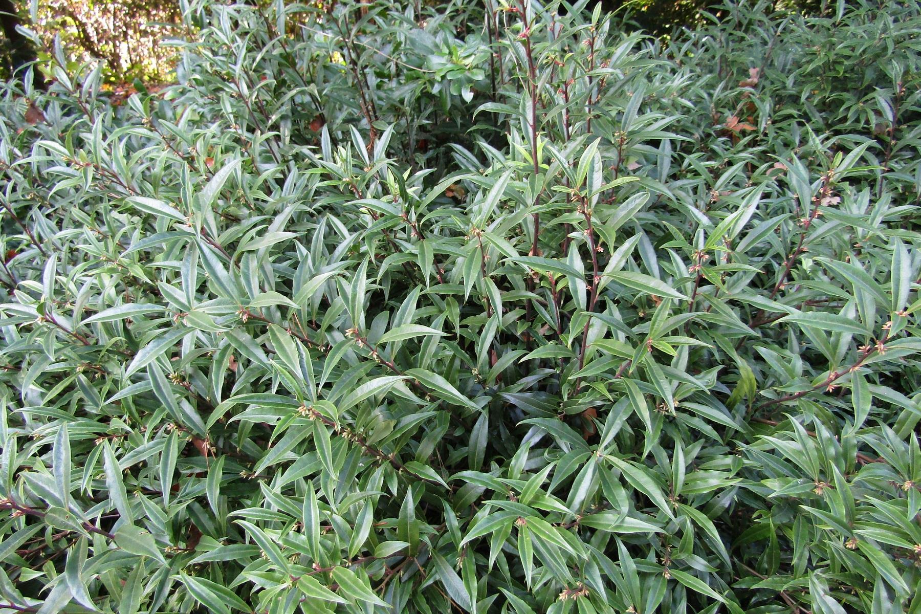 Sarcococca hookeriana Purple Stem parfüm kutusu fidesi