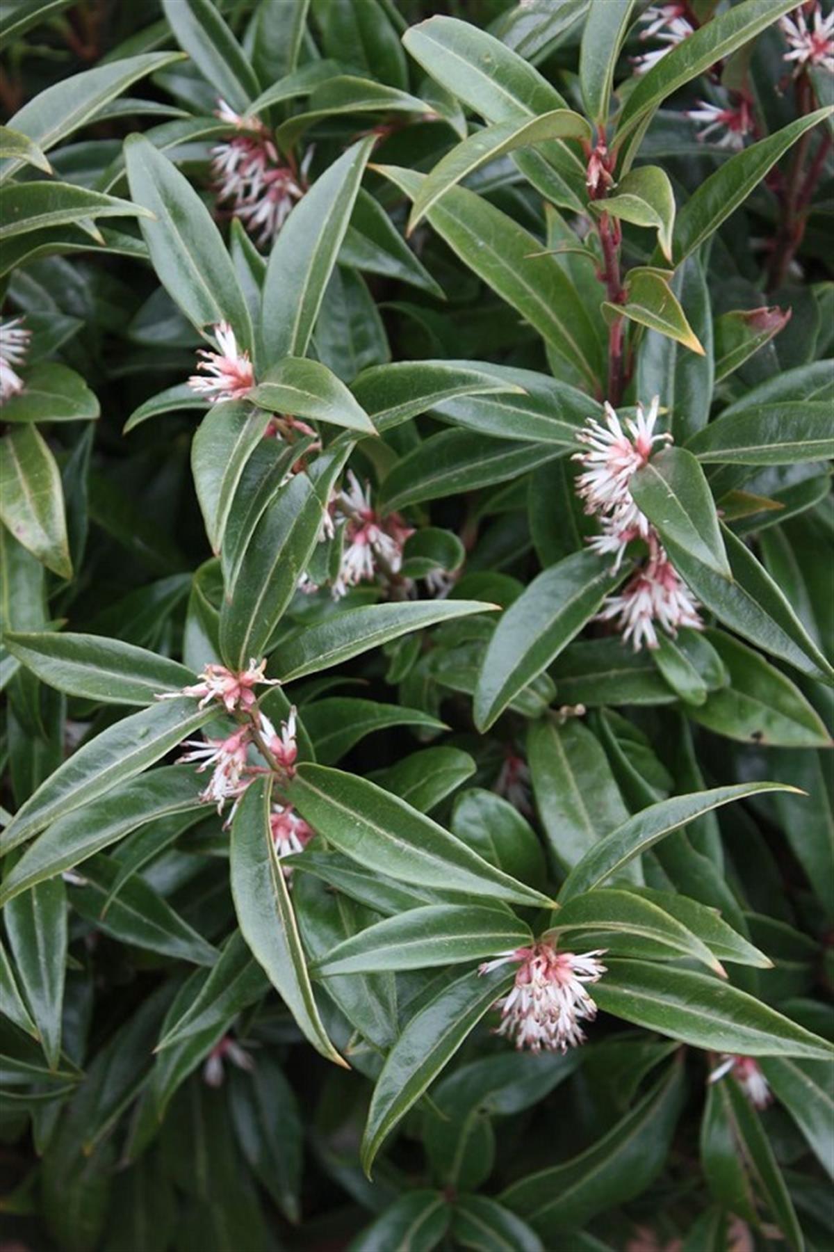 Sarcococca humilis, Bodur parfüm kutusu fidesi Winter Gem