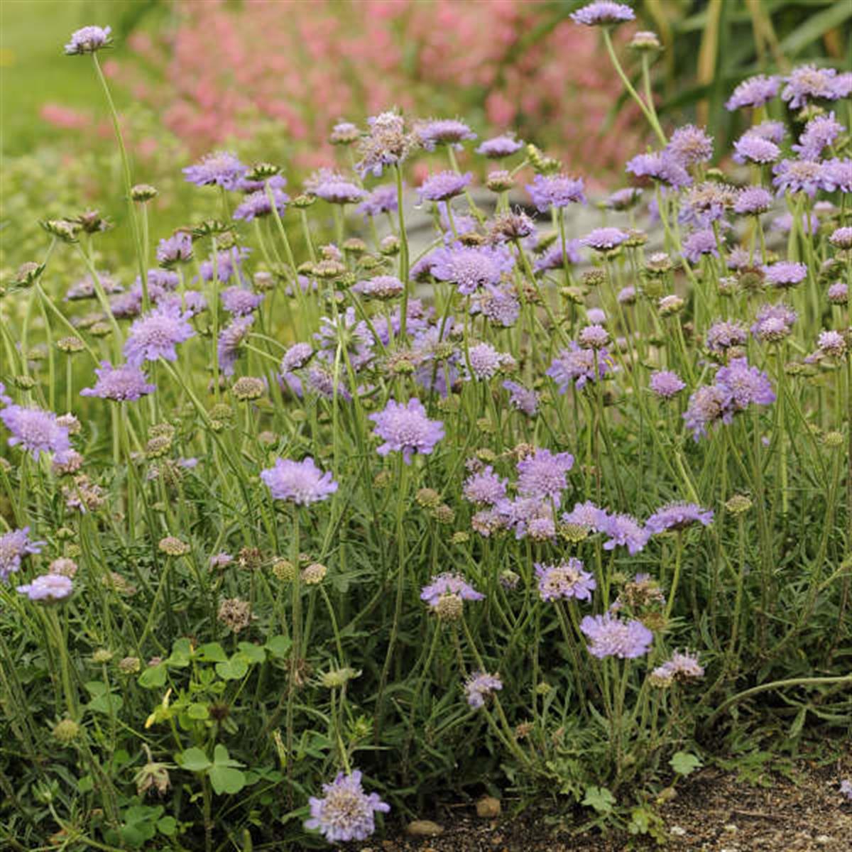 Scabiosa columbaria Butterfly Blue Mavi Uyuz Otu fidesi