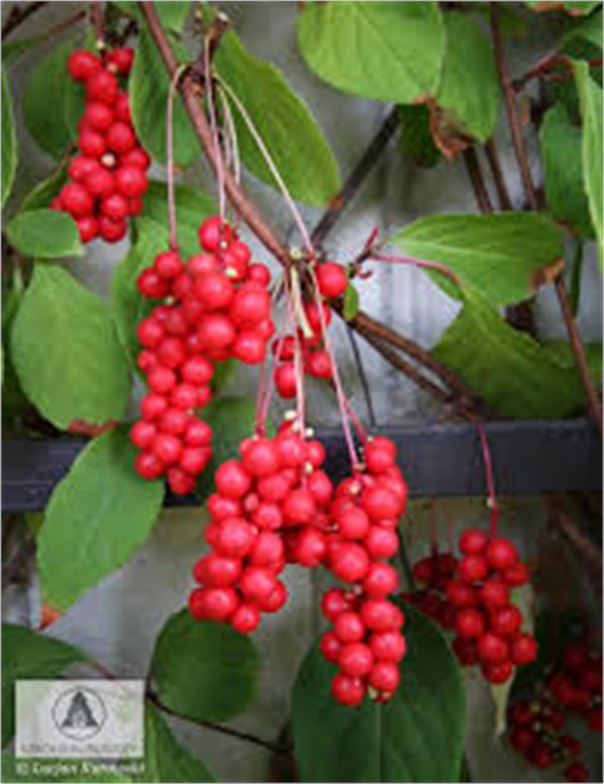Schisandra henryi şizandra üzümü fidanı