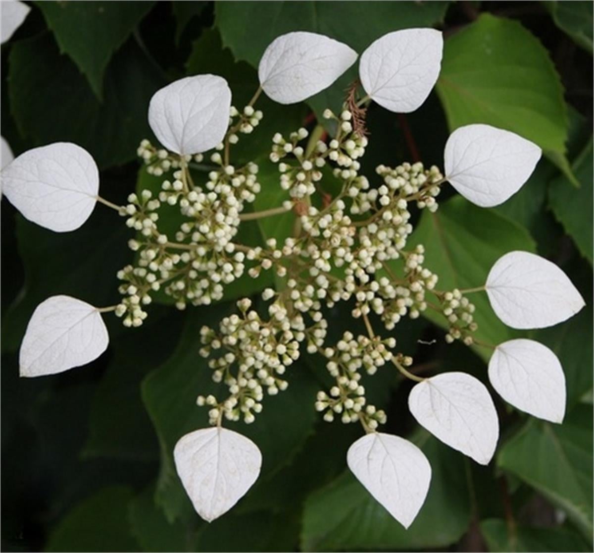 Schizophragma hydr. moonlight Beyaz Japon sarmaşık ortanca fidanı