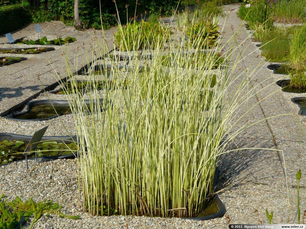 Scirpus lacustris albescens alacalı saz otu