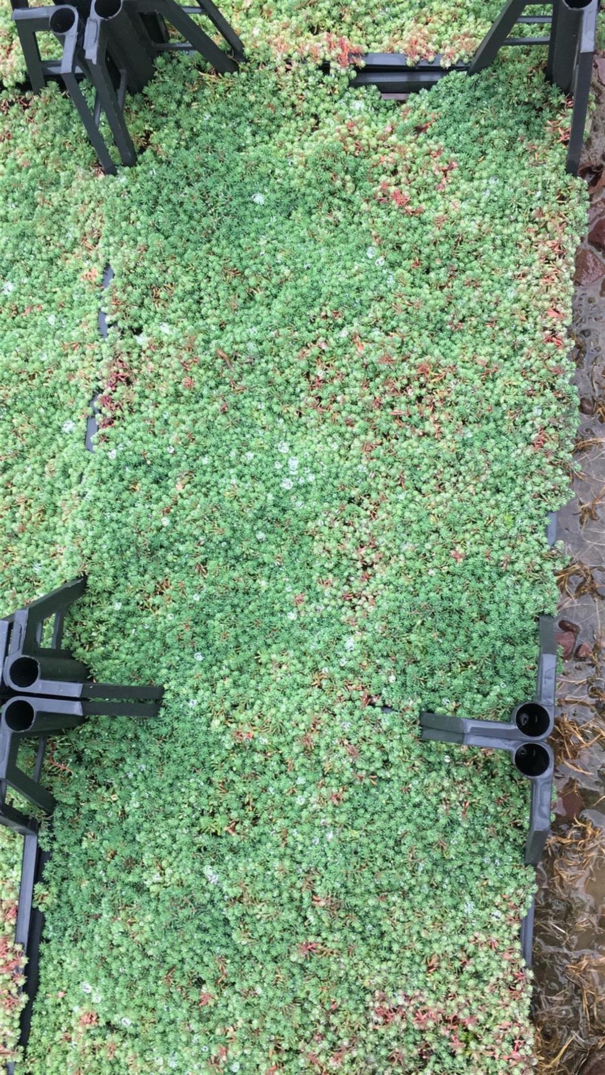 Sedum glauca Dam koruğu fidesi