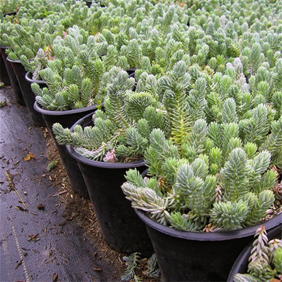 Sedum reflexum Blue Spruce Dam koruğu fidesi
