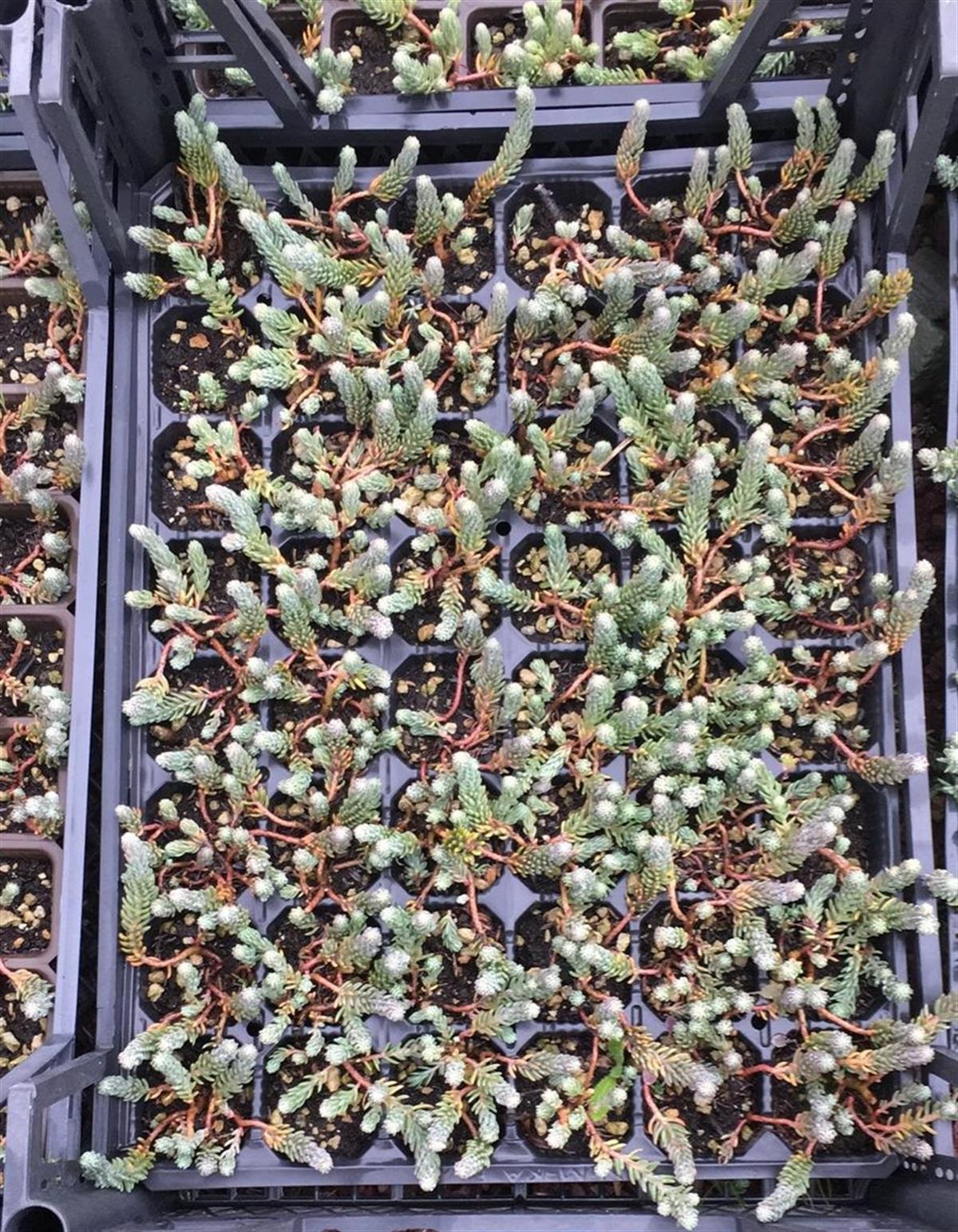 Sedum reflexum Dam koruğu fidesi