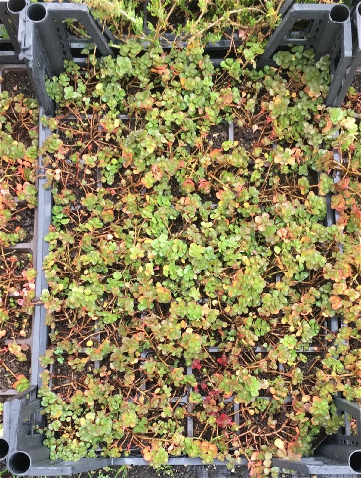 Sedum superbum Dam koruğu fidesi