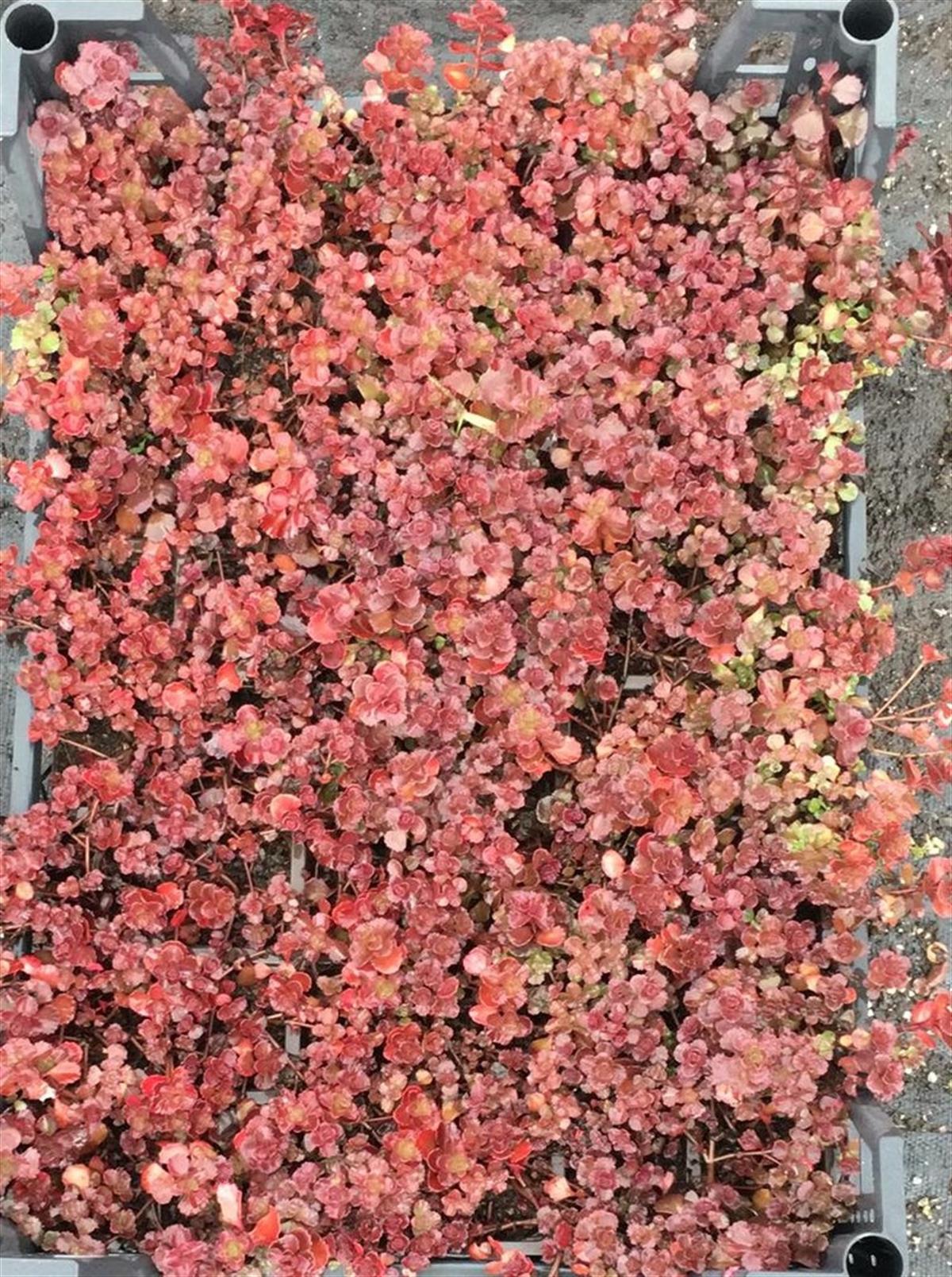 Sedum Voodoo Dam koruğu fidesi