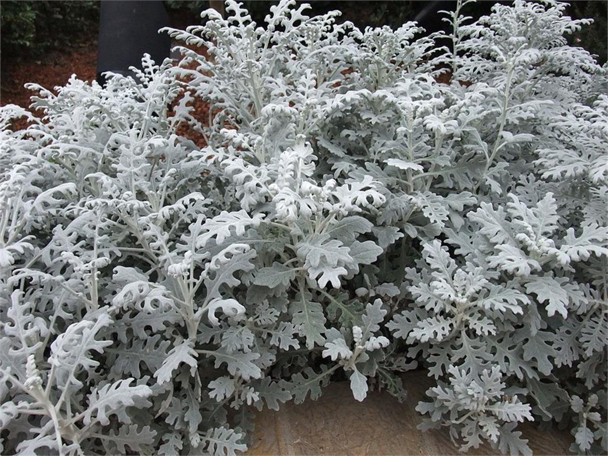 Senecio cineraria bahçe külü kül çiçeği fidanı