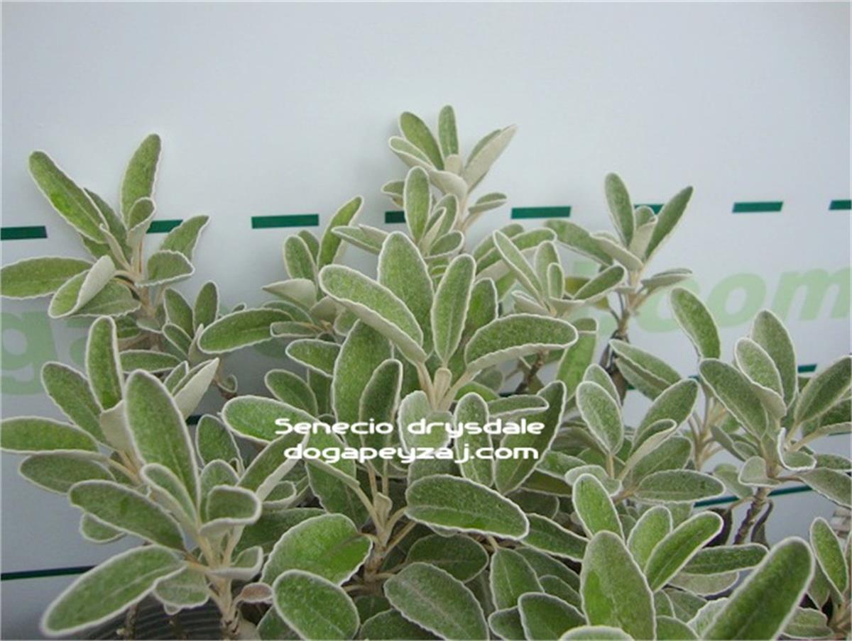 Senecio drysdale Oval bahçe külü kül çiçeği fidanı