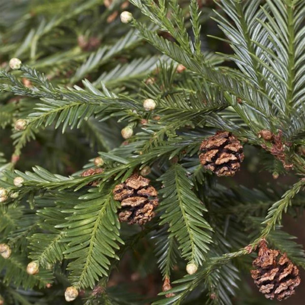 Sequoia sempervirens Sekoya Ağacı fidanı