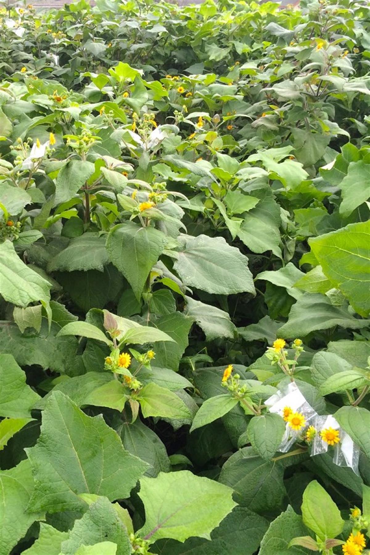 Smallanthus sonchifolius Red