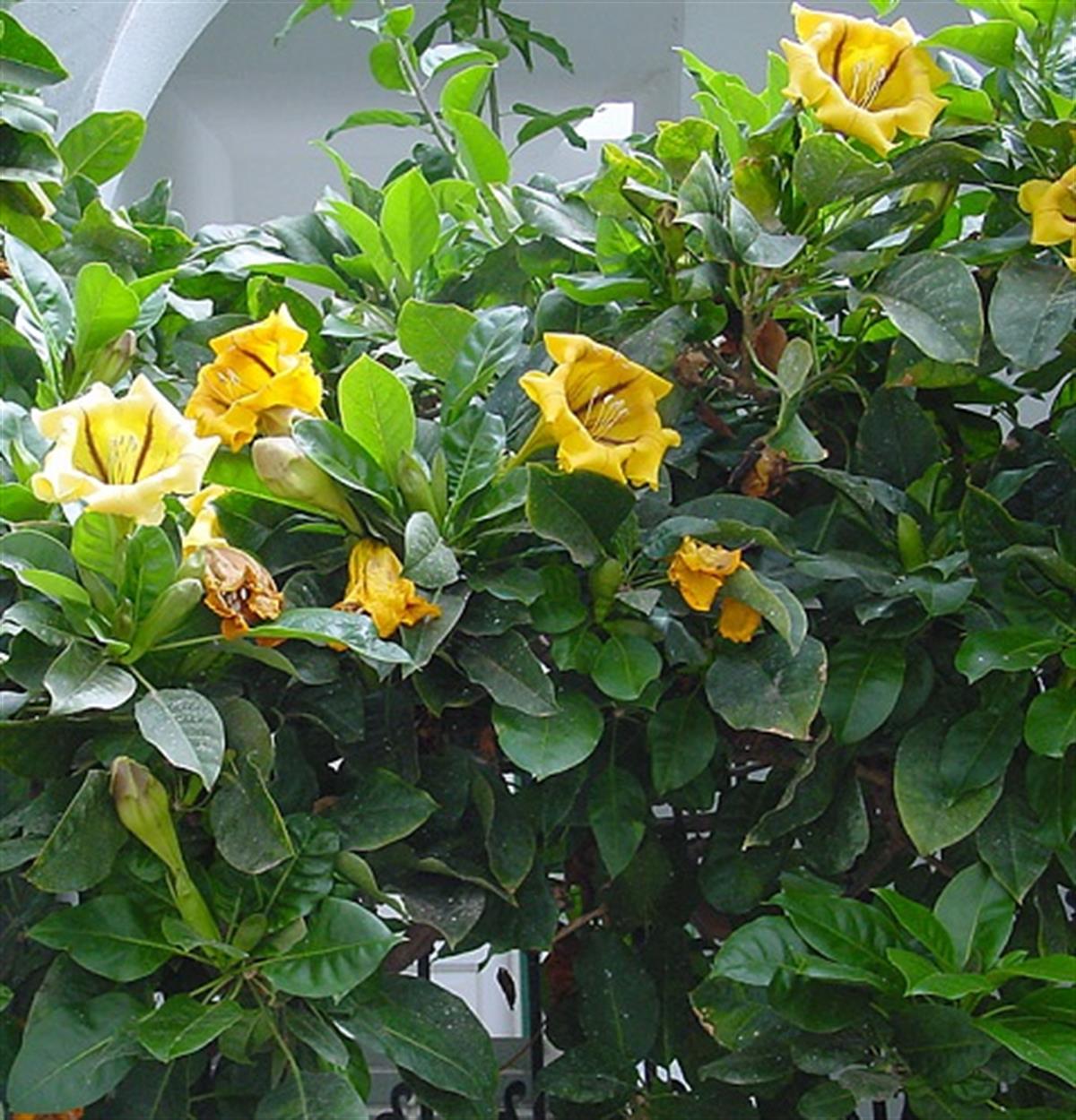 Solandra maxima Hawaii Zambak fidanı