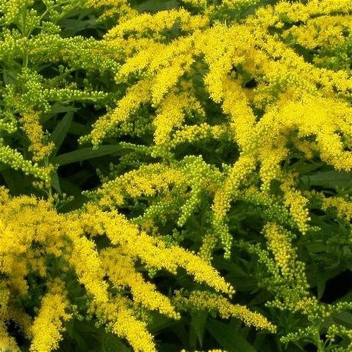 Solidago Golden Dwarf Bodur Altınbaşak otu fidesi