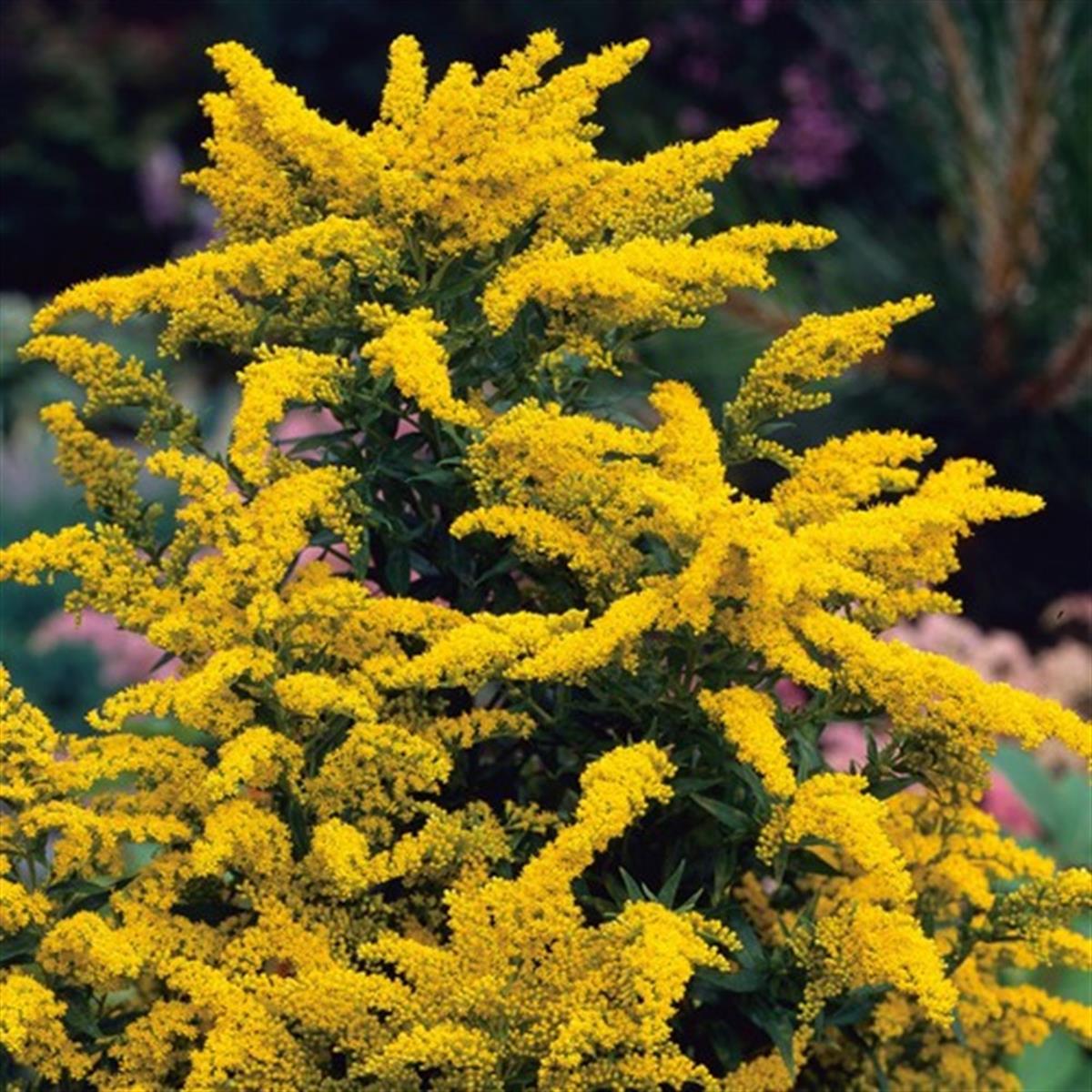 Solidago Goldkind Altınbaşak otu fidesi