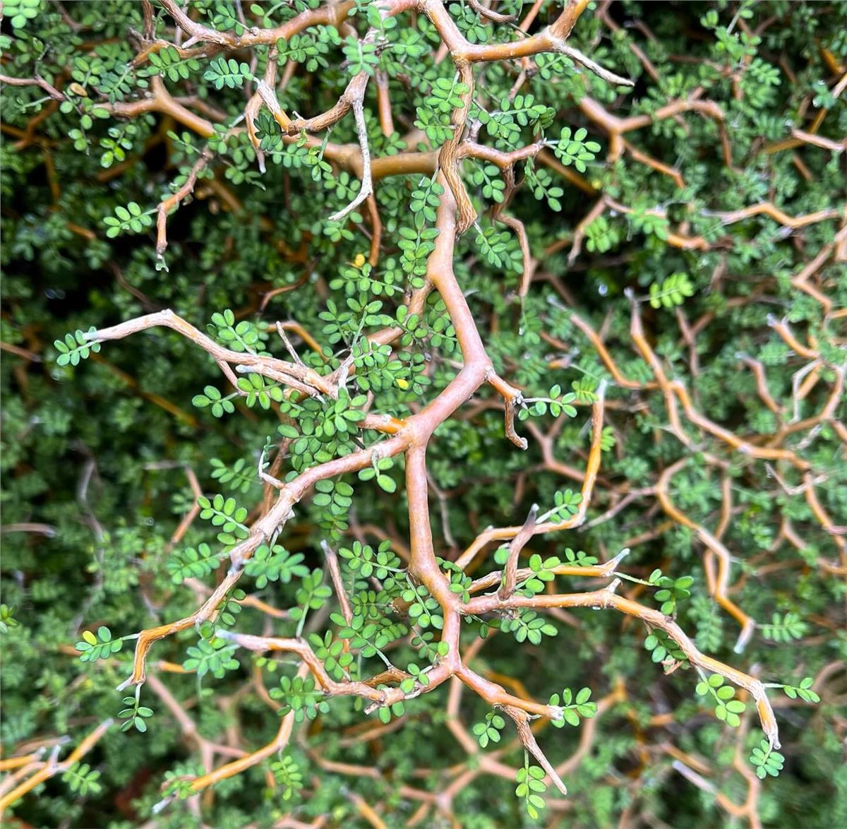 Sophora prostrata Little baby Bodur sofora fidanı