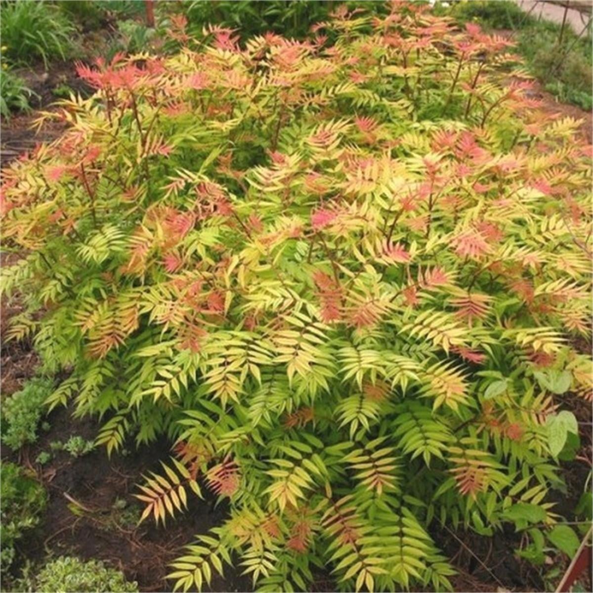 Sorbaria sorbifolia Sem Bodur Sorbaria Elma üzümü fidanı