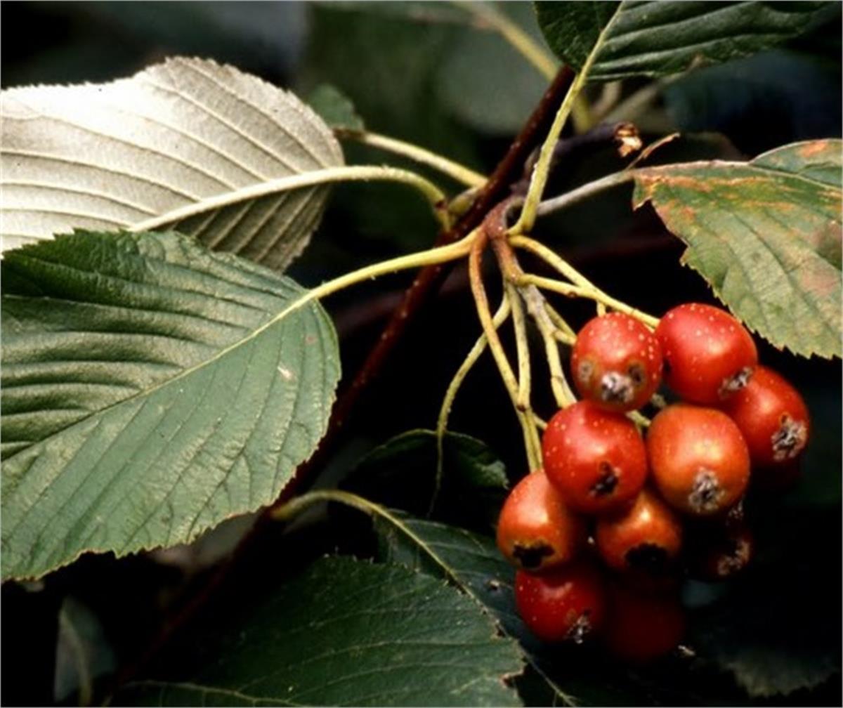 Sorbus aria Ak üvez fidanı