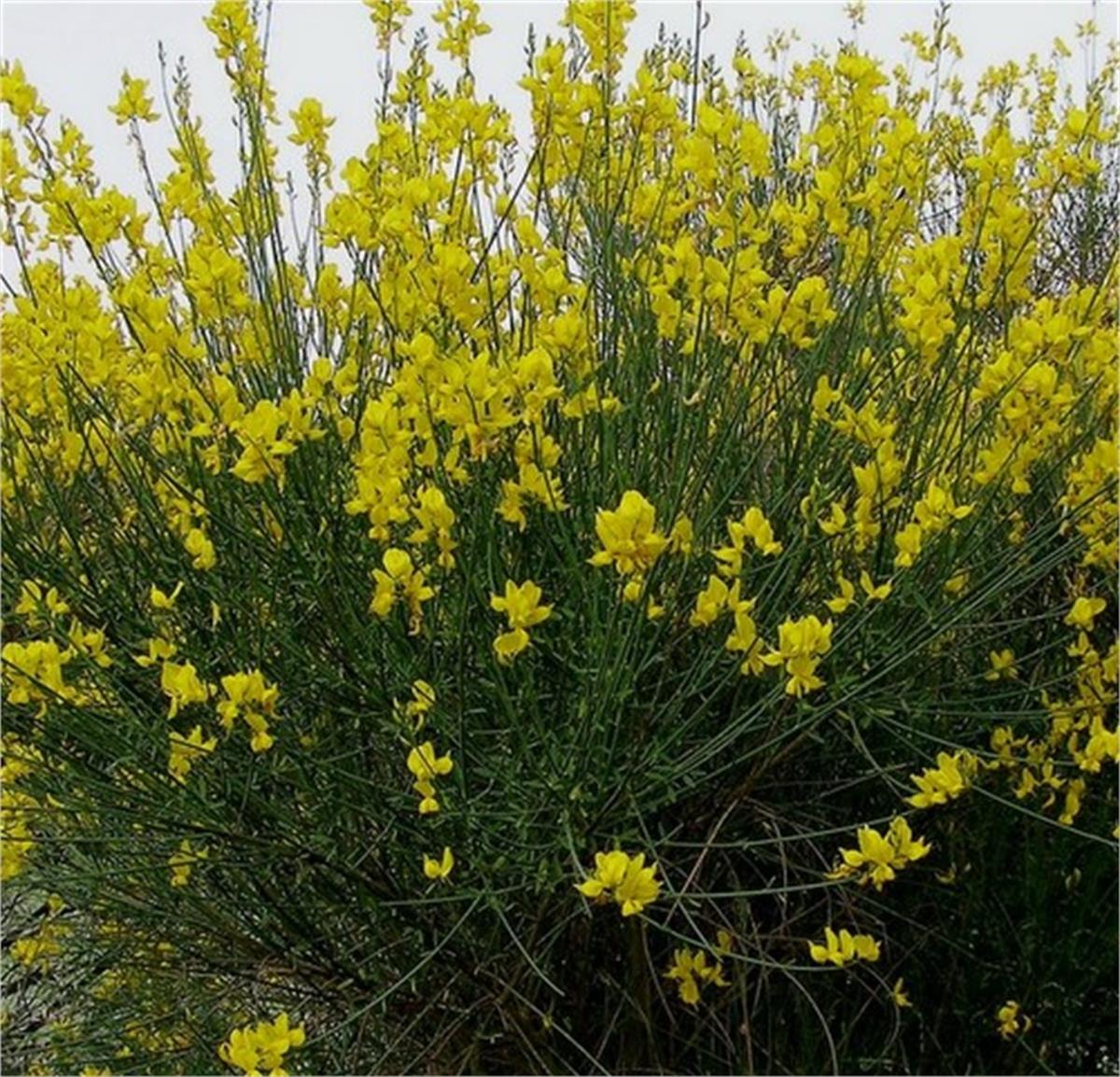 Spartium junceum Katır kuyruğu katır tırnağı fidan